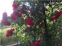 93fb374f-Picture 008.jpg